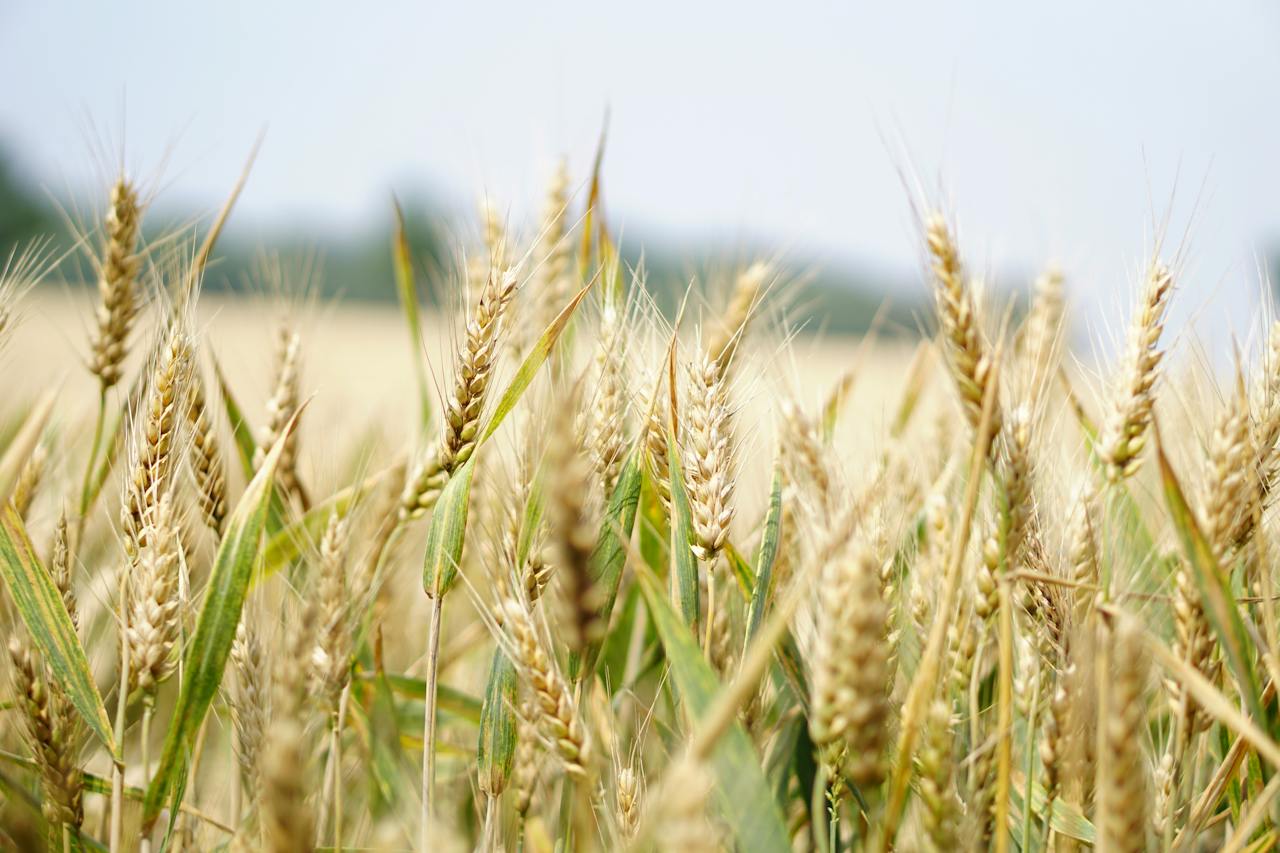 Ceny pszenicy prognozy - jakie czynniki wpłyną na ceny w nadchodzących latach?